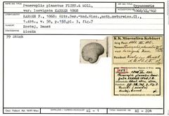 Karteikarte zum Syntyp von Peneroplis planatus laevigata Karrer, 1868